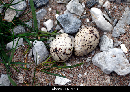 kleine Seeschwalbe (Sterna Albifrons), Eiern, Schweden, Oeland Stockfoto