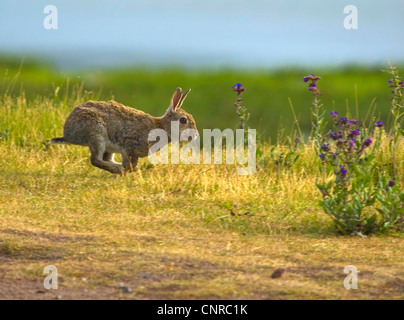 Europäischen Kaninchen (Oryctolagus Cuniculus), laufen, Deutschland, Niedersachsen, Norderney Stockfoto