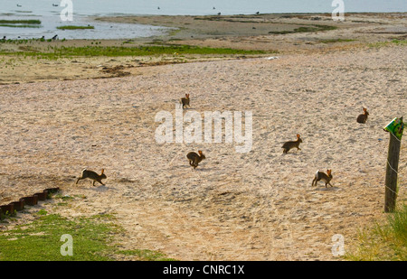 Europäischen Kaninchen (Oryctolagus Cuniculus), Kaninchen, am Strand, Deutschland, Niedersachsen, Norderney Stockfoto