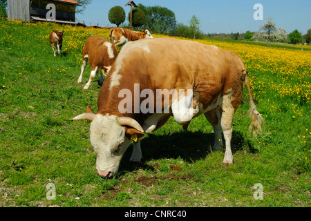 Hausrind (Bos Primigenius F. Taurus), Hinterwaelder Vieh. Stier, Kuh und Kalb auf einer Weide im Frühling, Deutschland, Baden-Württemberg Stockfoto