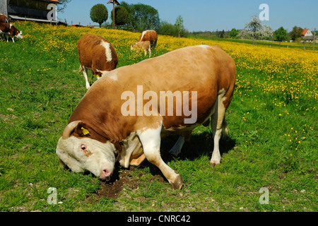 Hausrind (Bos Primigenius F. Taurus), Hinterwaelder Vieh. Herde auf einer Weide im Frühling, der Stier, rieb seinen Kopf auf den Boden, Deutschland, Baden-Württemberg Stockfoto