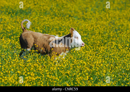 Hausrind (Bos Primigenius F. Taurus), Hinterwaelder Vieh. Kalb auf einer Weide im Frühling, Deutschland, Baden-Württemberg Stockfoto