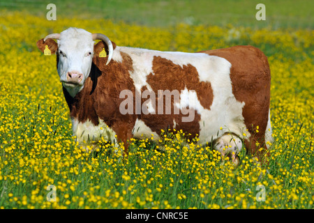 Hausrind (Bos Primigenius F. Taurus), Hinterwaelder Vieh. Kuh auf einer Weide im Frühling, Deutschland, Baden-Württemberg Stockfoto