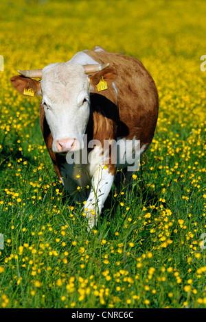 Hausrind (Bos Primigenius F. Taurus), Hinterwaelder Vieh. Kuh auf einer Weide im Frühling, Deutschland, Baden-Württemberg Stockfoto