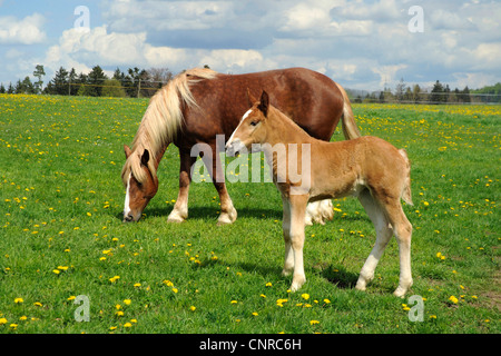 Süddeutsches Coldblood (Equus Przewalskii F. Caballus), Stute mit Fohlen auf der Weide im Frühling, Deutschland, Baden-Württemberg, sch.ools.it Alb Stockfoto