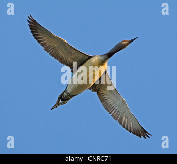 Sterntaucher (Gavia Stellata), fliegen im Abendlicht, Norwegen, Troms, Troms Stockfoto