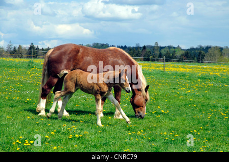 Süddeutsches Coldblood (Equus Przewalskii F. Caballus), Stute mit Fohlen auf der Weide im Frühling, Deutschland, Baden-Württemberg, sch.ools.it Alb Stockfoto