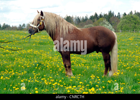 Süddeutsches Coldblood (Equus Przewalskii F. Caballus), Hengst stehen auf der Weide im Frühling, Deutschland, Baden-Württemberg, sch.ools.it Alb Stockfoto