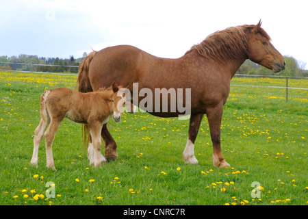 Süddeutsches Coldblood (Equus Przewalskii F. Caballus), Stute mit Fohlen auf der Weide im Frühling, Deutschland, Baden-Württemberg, sch.ools.it Alb Stockfoto