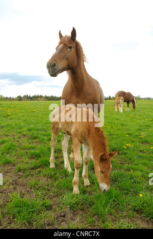 Süddeutsches Coldblood (Equus Przewalskii F. Caballus), Stute mit Fohlen auf der Weide im Frühling, Deutschland, Baden-Württemberg, sch.ools.it Alb Stockfoto