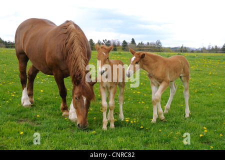 Süddeutsches Coldblood (Equus Przewalskii F. Caballus), Stute mit zwei Fohlen auf der Weide im Frühling, Deutschland, Baden-Württemberg, sch.ools.it Alb Stockfoto