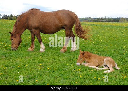 Süddeutsches Coldblood (Equus Przewalskii F. Caballus), Stute mit Fohlen auf der Weide im Frühling. Die Stute streift, während das Fohlen auf der Wiese, ruhen, Deutschland, Baden-Württemberg, sch.ools.it Alb liegt Stockfoto