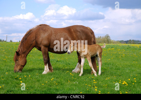 Süddeutsches Coldblood (Equus Przewalskii F. Caballus), Stute mit Fohlen auf der Weide im Frühling, Weiden, Deutschland, Baden-Württemberg, sch.ools.it Alb Stockfoto