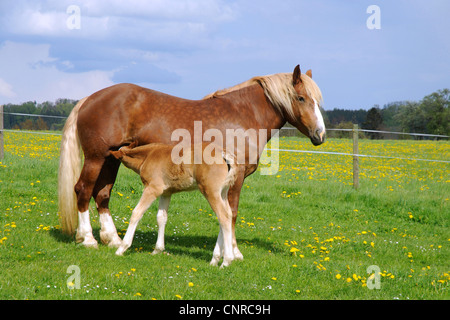 Süddeutsches Coldblood (Equus Przewalskii F. Caballus), Mare Pflege Fohlen auf der Weide im Frühling, Deutschland, Baden-Württemberg, Schwäbische Alb Stockfoto