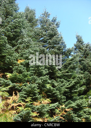 Weißtanne, Colorado-Tanne (Abies Concolor), Gruppe Stockfoto