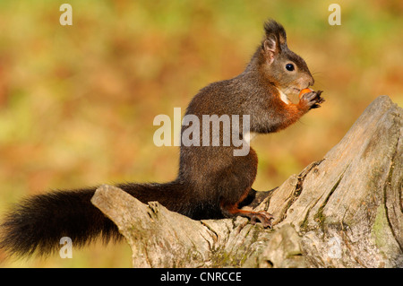 Europäische Eichhörnchen, eurasische Eichhörnchen (Sciurus Vulgaris), ernährt sich von einer Haselnuss auf einen Baum Haken, Deutschland, Baden-Württemberg Stockfoto