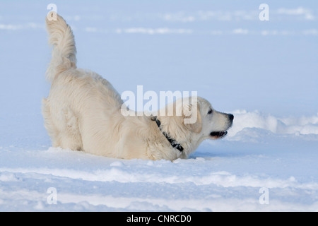 Golden Retriever (Canis Lupus F. Familiaris), 7 Monate alte Hündin tun Einladung zum spielen im Schnee Stockfoto