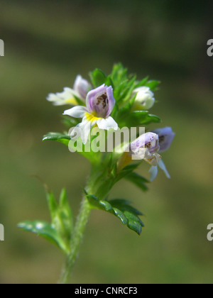 gemeinsamen Augentrost (Euphrasia Nemorosa), Blütenstand, Deutschland, Niedersachsen Stockfoto