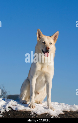 Siberian Husky (Canis Lupus F. Familiaris), 5 Jahre alten Rüden sitzen im Schnee Stockfoto