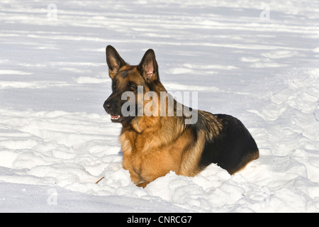 Deutscher Schäferhund (Canis Lupus F. Familiaris), 2 Jahre alte Hündin im Schnee liegen Stockfoto