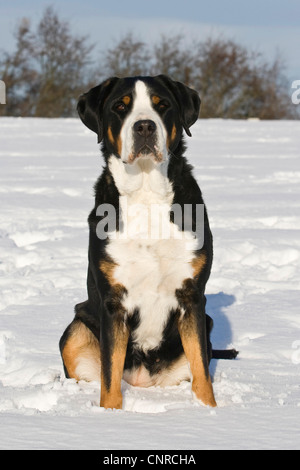 Große Schweizer Sennenhund (Canis Lupus F. Familiaris), sitzen im Schnee Stockfoto