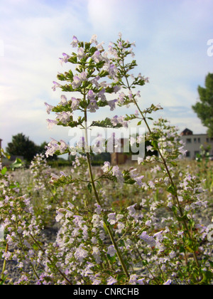 Nepitella, weniger Bergminze (Calamintha Nepeta), blühen Stockfoto