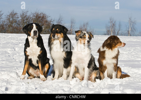 Großer Schweizer Sennenhund (Canis Lupus F. Familiaris), 3 Australian Shepherds sitzt neben großer Schweizer Sennenhund im Schnee Stockfoto