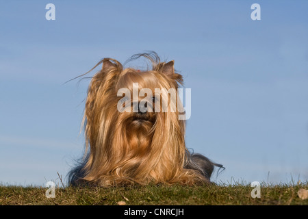 Yorkshire Terrier (Canis Lupus F. Familiaris), auf einer Wiese liegend Stockfoto