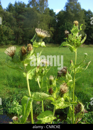 Kohl Distel (Cirsium Oleraceum), blühen, Deutschland, Niedersachsen Stockfoto