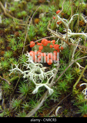 Rote Pixie Pokal Flechtenarten (Cladonia Coccifera), Nahaufnahme von Apothecia, wachsen auf Sanddünen, Deutschland, Niedersachsen, NSG Elbtalduenen Stockfoto