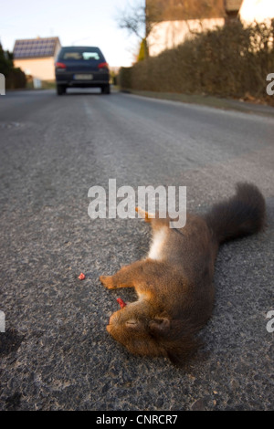 Europäische Eichhörnchen, eurasische Eichhörnchen (Sciurus Vulgaris), getötet Eichhörnchen auf einer Straße, Deutschland, Rheinland-Pfalz Stockfoto