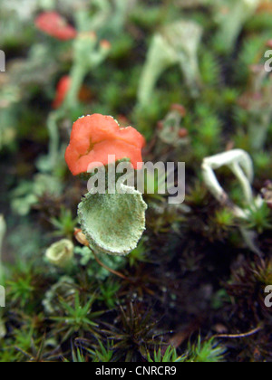 Pokal Flechtenarten (Cladonia Macilenta), mit roten Apothecia, wachsen auf Sanddünen, Deutschland, Niedersachsen, NSG Elbtalduenen Stockfoto