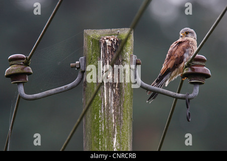 Turmfalken (Falco Tinnunculus), auf Elektromasten, Deutschland, Rheinland-Pfalz Stockfoto