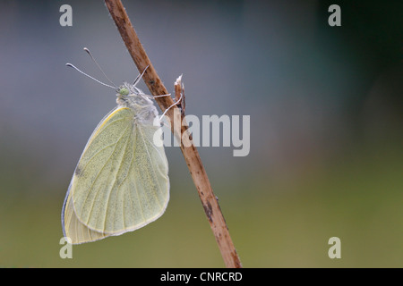 kleine weiße, Kohl Schmetterling, importiert Cabbageworm (Pieris Rapae, Artogeia Rapae), am Zweig, Deutschland, Rheinland-Pfalz Stockfoto