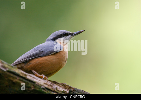 Eurasische Kleiber (Sitta Europaea), Zweig, Deutschland, Rheinland-Pfalz Stockfoto