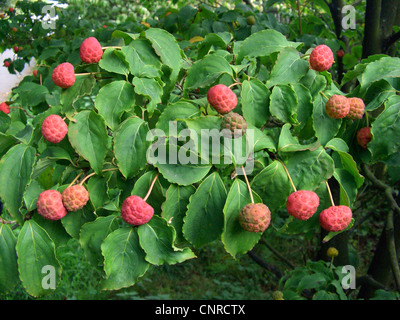 Kousa Hartriegel, japanische Dogwwod (Cornus Kousa), Fruchtkörper Stockfoto