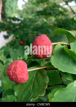 Kousa Hartriegel, japanische Dogwwod (Cornus Kousa), Früchte Stockfoto