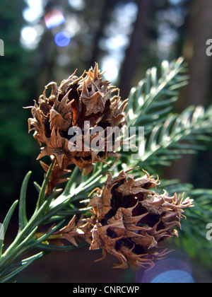 Japanische Zeder (Cryptomeria Japonica), Zweig mit Zapfen Stockfoto