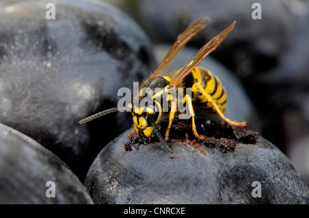 Deutsche Wespe (Vespula Germanica), ernährt sich von roten Trauben Stockfoto