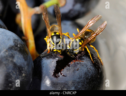 Deutsche Wespe (Vespula Germanica), ernähren sich von roten Trauben Stockfoto