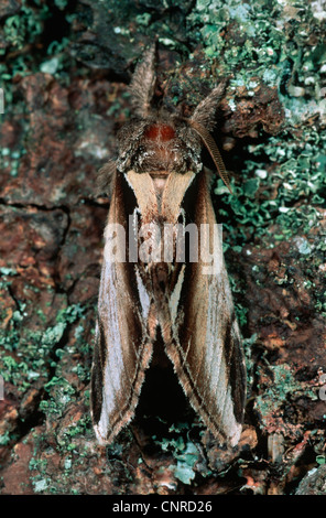 geringerem Schwalbe Prominente (Pheosia Gnoma), sitzt auf einem Zweig, Deutschland Stockfoto