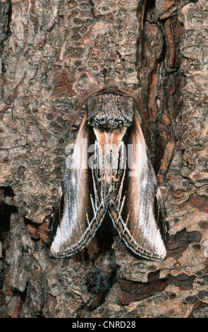 Schwalbe Prominente (Pheosia Tremula), sitzen auf Rinde, Deutschland Stockfoto