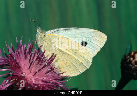 großer Kohlweißling (Pieris Brassicae), sitzen auf einer Distel, Deutschland Stockfoto