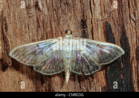 Perlmutt (Pleuroptyra Ruralis), sitzen auf Rinde, Deutschland Stockfoto