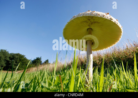 Parasol (Macrolepiota Procera, Lepiotia Procera), Fruchtkörper auf einer Wiese von unten, Deutschland, Rheinland-Pfalz Stockfoto