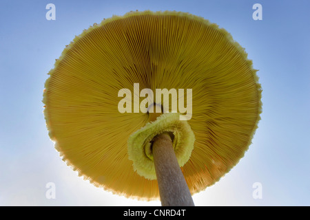 Parasol (Macrolepiota Procera, Lepiotia Procera), Lamellen von unten vor der Sonne, Deutschland, Rheinland-Pfalz Stockfoto