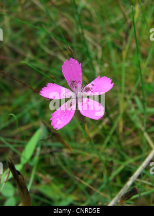 Frau Rosa (Dianthus Deltoides), Blume, Deutschland, Sachsen-Anhalt, NSG Elbtalduenen Stockfoto