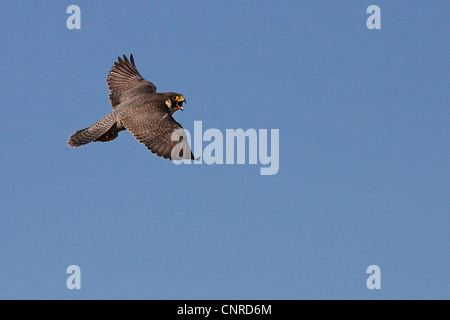 Wanderfalke (Falco Peregrinus), Frauen auf der Flucht, Deutschland, Rheinland-Pfalz Stockfoto