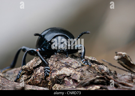 blutige Nase Käfer (Timarcha Tenebricosa), auf Rinde, Deutschland, Rheinland-Pfalz Stockfoto