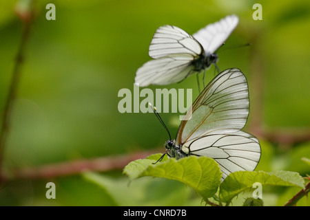 Schwarz-veined weiß (Aporia Crataegi), zwei Individuen auf Blatt, Deutschland, Rheinland-Pfalz Stockfoto